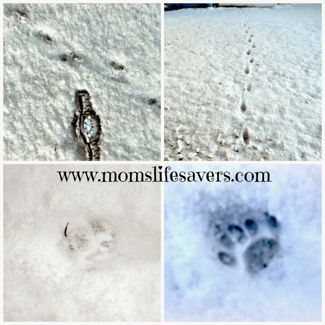 Footprints In the Snow Book Review - Mom's Lifesavers